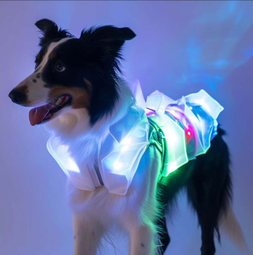 Dog chest harness with light