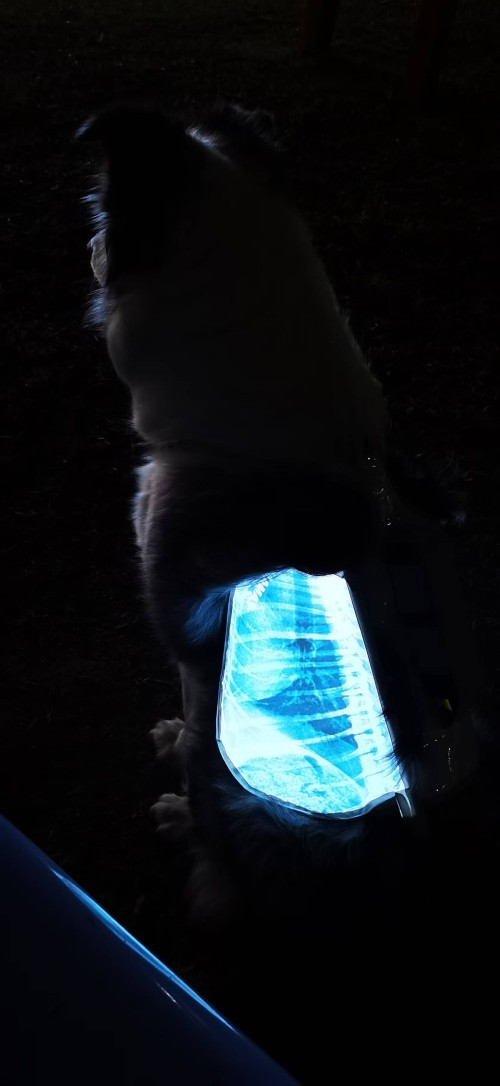 Dog chest harness with light